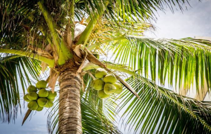 The Process for Palm Tree Removal in Florida (Expert Insights)